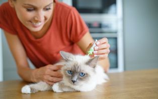 Puces, tiques, vers … Protégez votre animal de compagnie des parasites ! Conseils de votre pharmacien en ligne contre les parasites